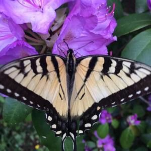 Meet your Posher, Kay